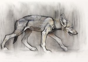Magerer Welpe (Arabischer Wolf), 2009 von Mark Adlington