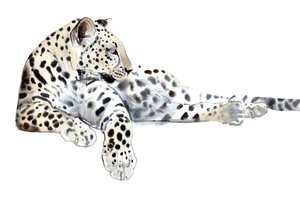 Lang (Arabischer Leopard), 2015 von Mark Adlington