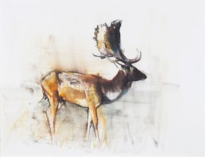 Prächtiger Damhirsch, 2006 von Mark Adlington