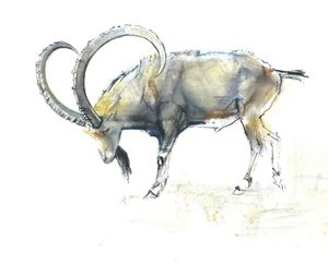 Nubischer Steinbock, 2008 von Mark Adlington