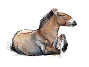 Sitzender Przewalski, 2011