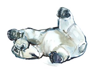 Schnee Rub (Eisbär), 2013 von Mark Adlington