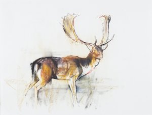Studie eines Hirsches von Mark Adlington