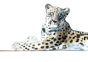 Neigung (Arabischer Leopard), 2015 von Mark Adlington
