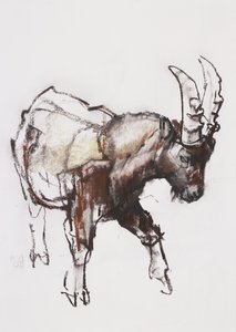 Junger Steinbock, Gran Paradiso, 2005 von Mark Adlington