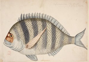 Ein Fisch