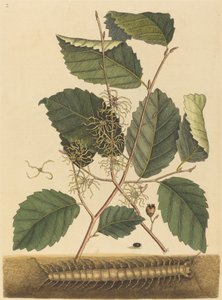Tausendfüßler Scolopendra morsitans, veröffentlicht 1731-1743 von Mark Catesby