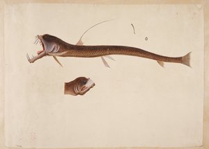 Chauliodus sloanei. Ein Wesen, das einem Aal ähnelt