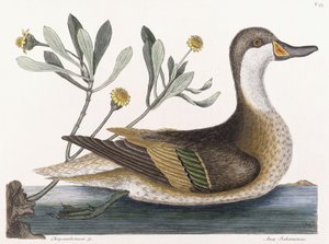 Chrysantheme &c von Mark Catesby