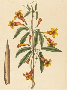 Kreuzrebe Bignonia capreolata, veröffentlicht 1754