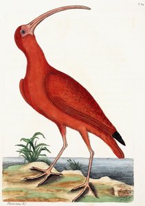 Brachvogel, Numenius, 1771