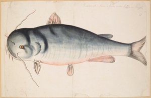 Keetrauk. Etwa 2,5 Fuß lang. Ein Wels? von Mark Catesby