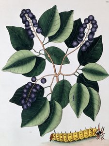 Taubenpflaume und eine große Hornraupe