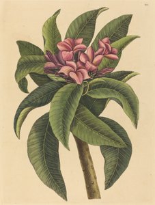Rote Frangipani Plumeria rubra, veröffentlicht 1731-1743