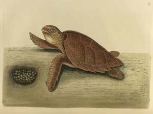 Testudo caretta. Die Karettschildkröte