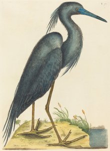 Der Blaue Reiher Ardea coerulea, veröffentlicht 1731-1743