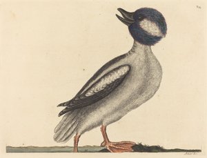 Der Büffelkopfente Anas bucephala, veröffentlicht 1731-1743 von Mark Catesby