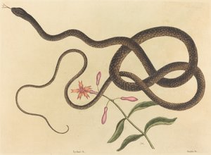 Die Peitschennatter (Coluber flagellum)