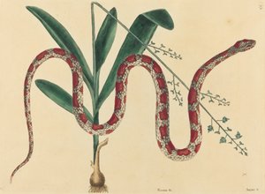 Die Kornnatter (Coluber fulvius?) von Mark Catesby
