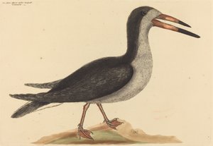Der Cutwater Rhynchops nigra, veröffentlicht 1731-1743