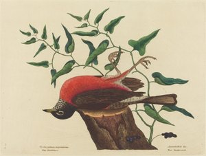 Die Wacholderdrossel von Carolina (Turdus migratorius) von Mark Catesby