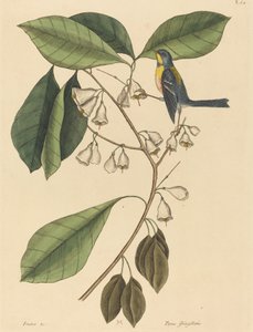 Der Finkenkletterer (Parus americanus) von Mark Catesby