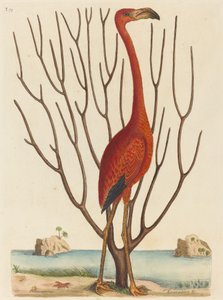 Der Flamingo Phoenicopterus ruber, veröffentlicht 1731-1743