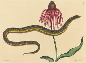 Die Glasschlange Anguis ventralis, veröffentlicht 1731-1743 von Mark Catesby