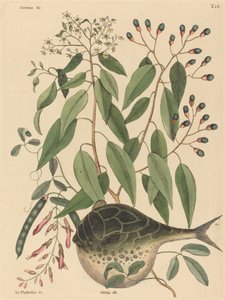 Der Kugelfisch Tetrodon lagocephalus, veröffentlicht 1731-1743 von Mark Catesby
