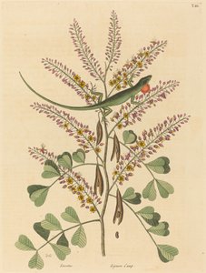 Die grüne Eidechse von Jamaika Lacerta bullaris von Mark Catesby