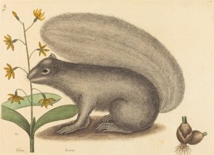 Der Graufuchs Sciurus cinereus, veröffentlicht 1731-1743 von Mark Catesby