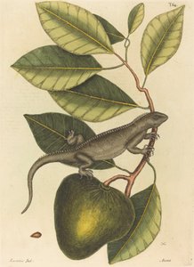 Die Guana (Lacerta Iguana)