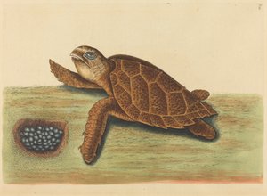Die Karettschildkröte Testudo caretta, veröffentlicht 1731-1743