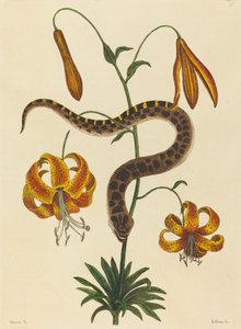 Die Hakennasenschlange Boa contortrix, veröffentlicht 1731-1743 von Mark Catesby