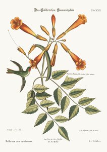 Der Kolibri, 1749-73 von Mark Catesby