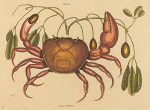 Die Landkrabbe Cancer ruricola