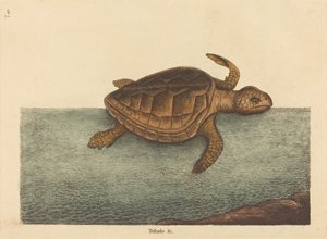 Die Unechte Karettschildkröte Testudo Cavanna, veröffentlicht 1731-1743