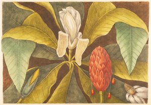 Die Magnolie, Tafel 68, Band 1 aus der 