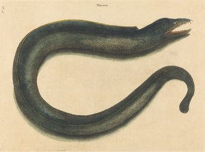 Die Muräne (Muraena helena)