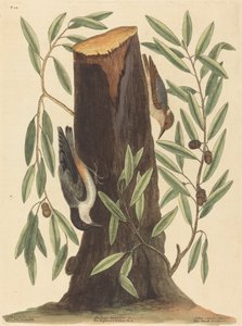 Der Kleiber Sitta Europaea, veröffentlicht 1754 von Mark Catesby