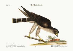 Der Taubenfalke, 1749-73