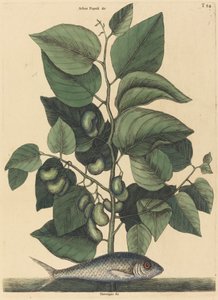 Die Sardelle (Argentina carolina) von Mark Catesby