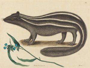 Das Iltis Viverra putorius, veröffentlicht 1731-1743 von Mark Catesby