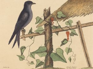 Die Purpurschwalbe Hirundo purpurea, veröffentlicht 1731-1743 von Mark Catesby