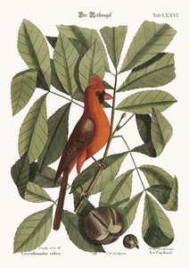 Der rote Vogel von Mark Catesby
