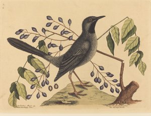 Die Rotbeinige Drossel, veröffentlicht 1731-1743 von Mark Catesby