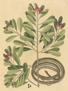 Die Bänderschlange von Mark Catesby