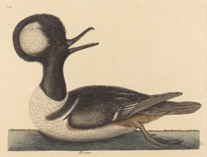 Die Haubenente Mergus cucullatus, veröffentlicht 1731-1743 von Mark Catesby