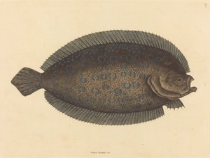 Die Seezunge Pleuronectes lunatus, veröffentlicht 1731-1743 von Mark Catesby