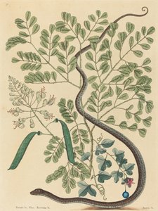 Die gefleckte Bänderschlange Coluber nebulosus, veröffentlicht 1731-1743 von Mark Catesby